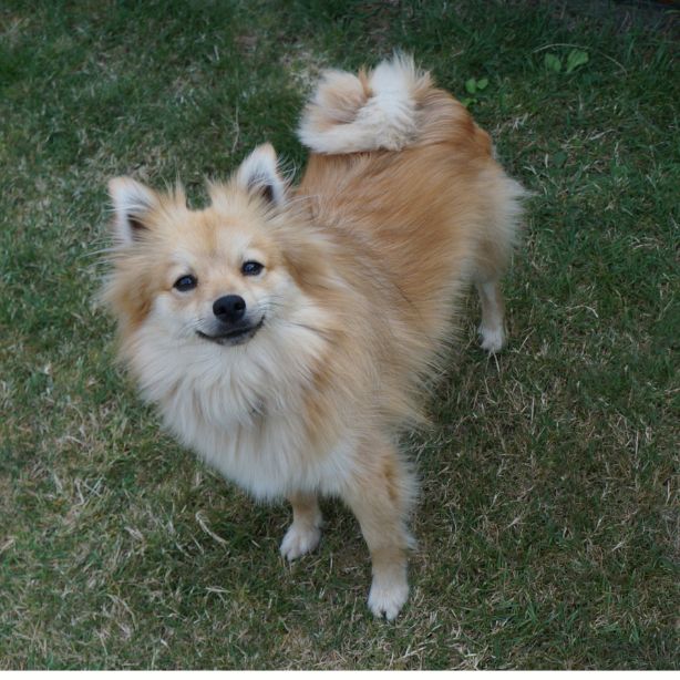 German Spitz