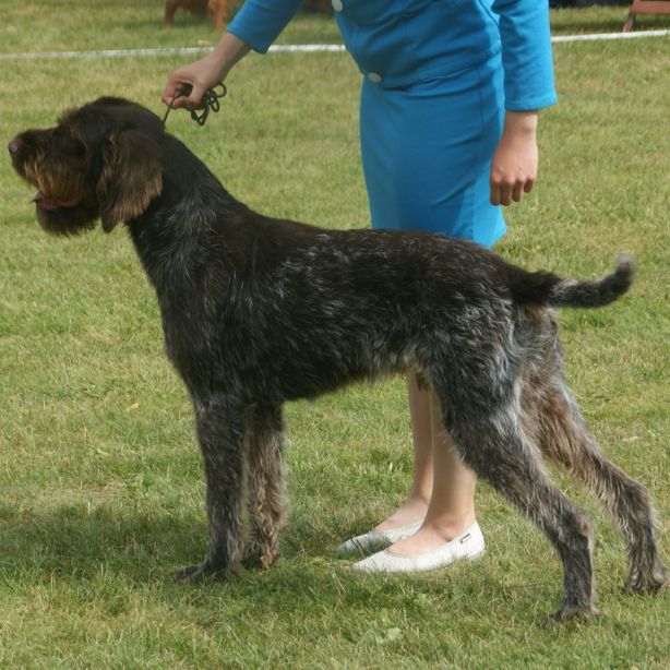 German Wirehaired Pointer