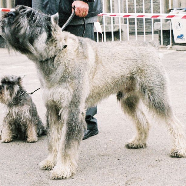 Giant Schnauzer