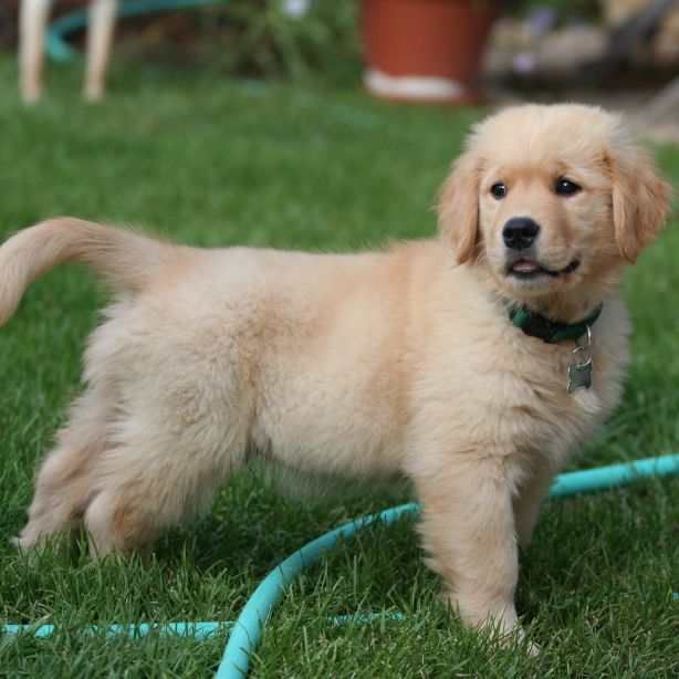 Golden Retriever