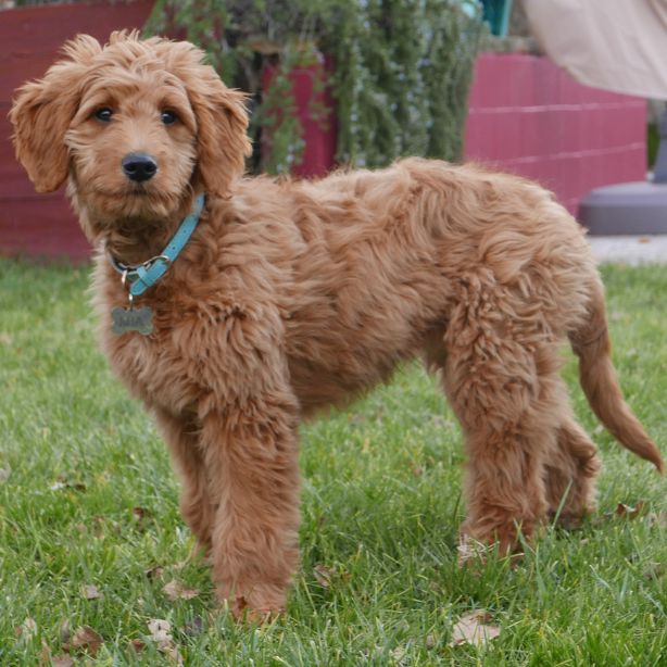 Goldendoodle