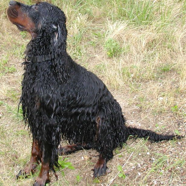 Gordon Setter