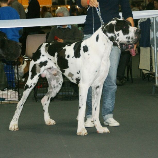 Great Dane