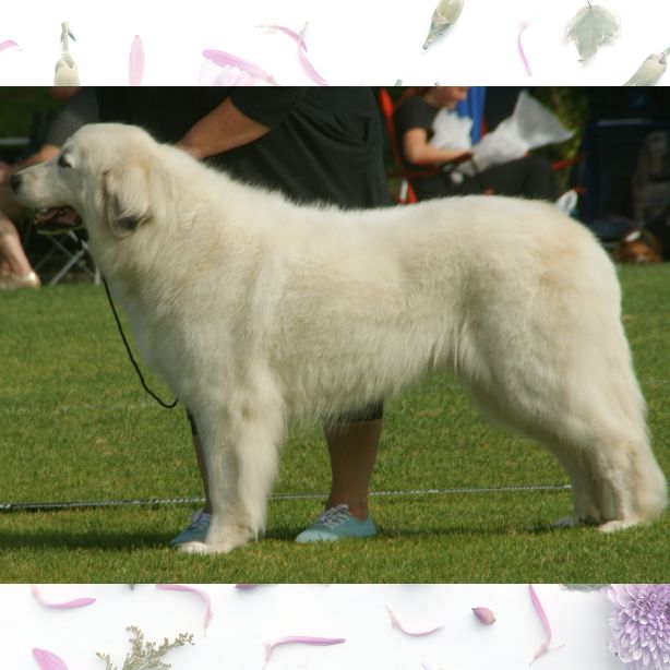 Great Pyrenees