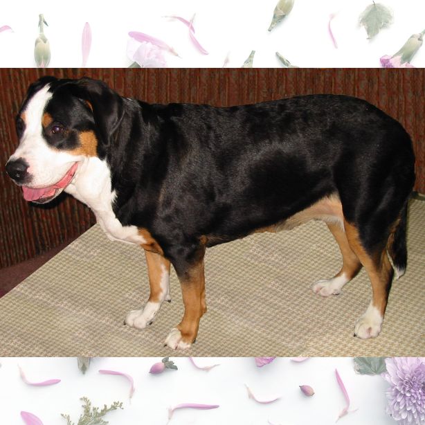 Greater Swiss Mountain Dog