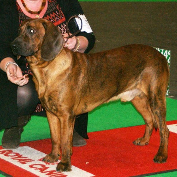 Hanoverian Scenthound