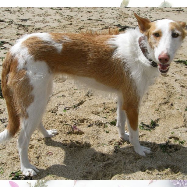 Ibizan Hound