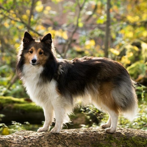 Icelandic Sheepdog