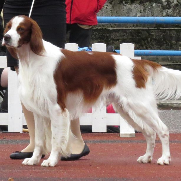 Irish Red And White Setter