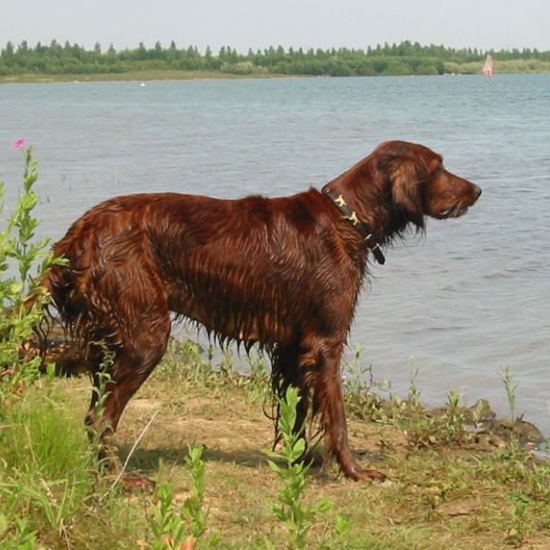 Irish Setter