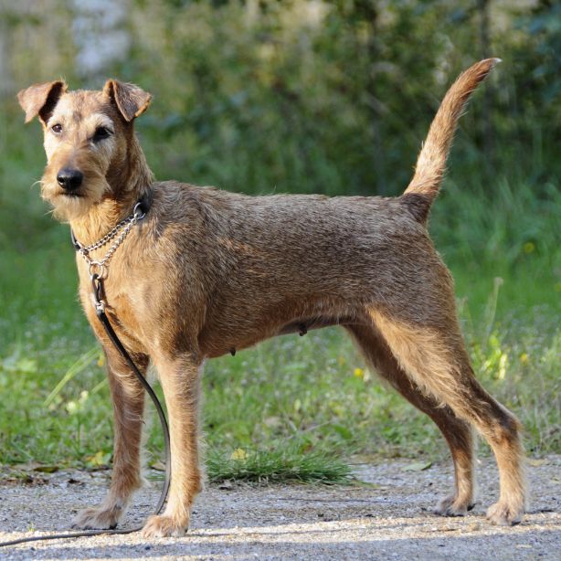 Irish Terrier