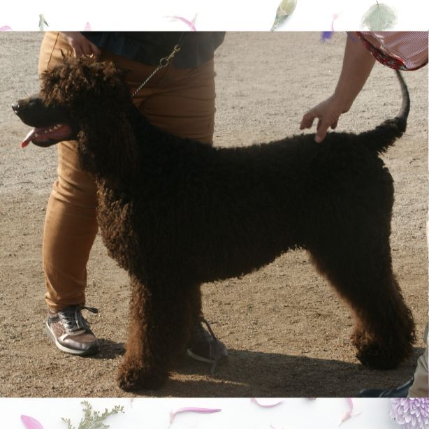 Irish Water Spaniel