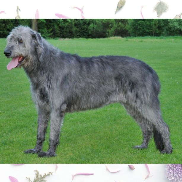 Irish Wolfhound