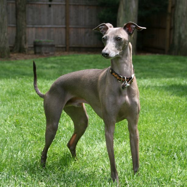 Italian Greyhound