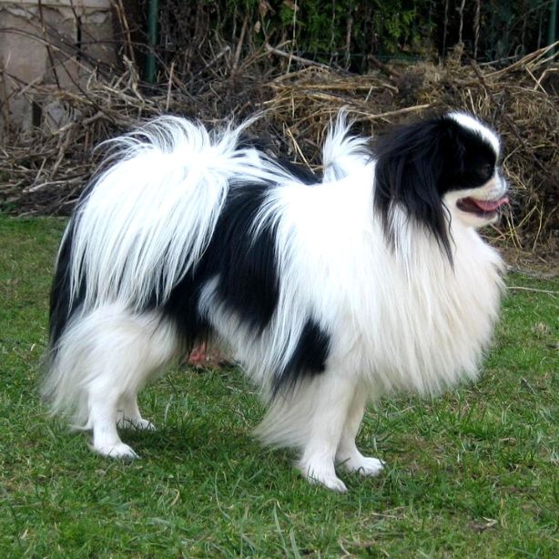 Japanese Chin