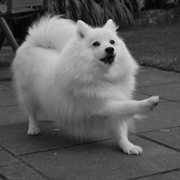 Japanese Spitz