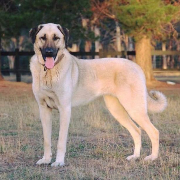 Kangal Shepherd Dog