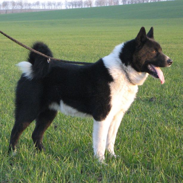 Karelian Bear Dog