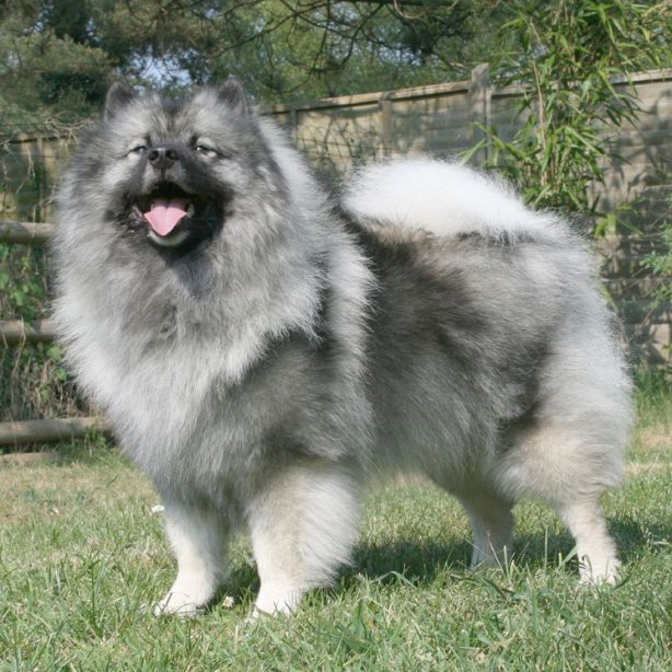 Keeshond