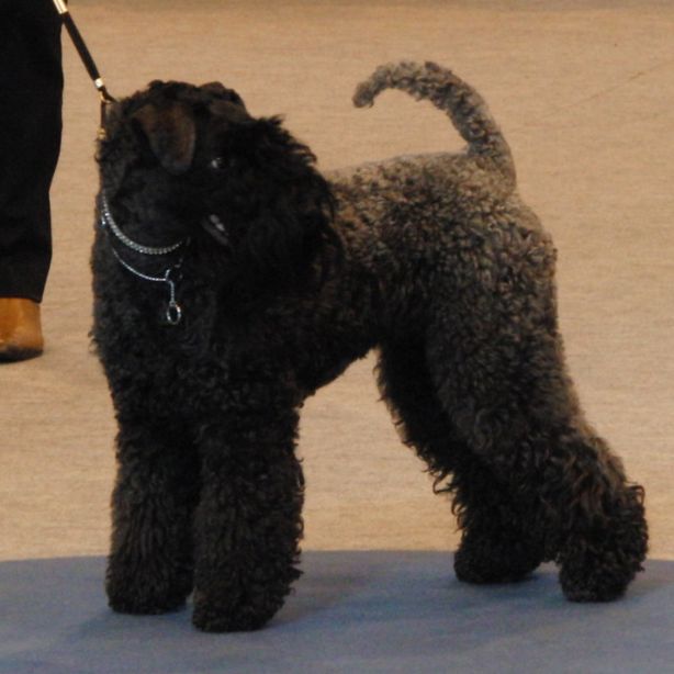 Kerry Blue Terrier