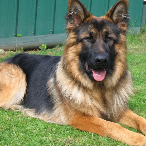 King Shepherd