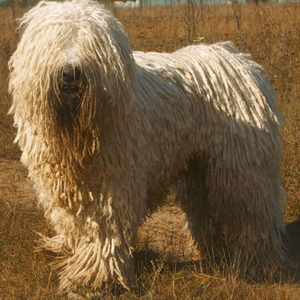 Komondor