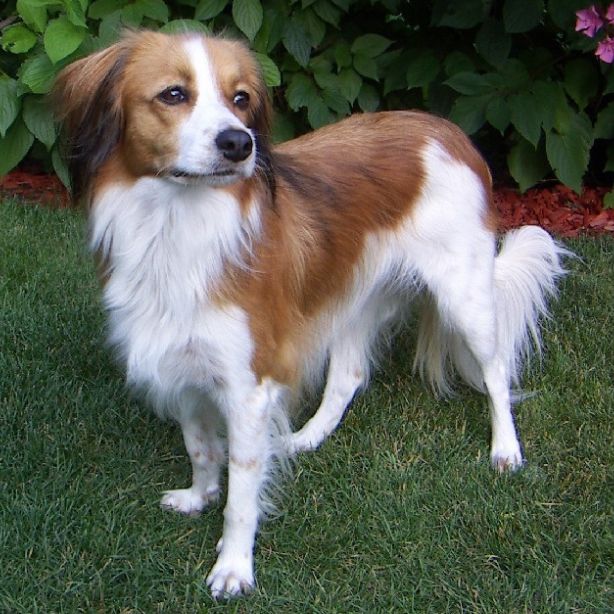 Kooikerhondje