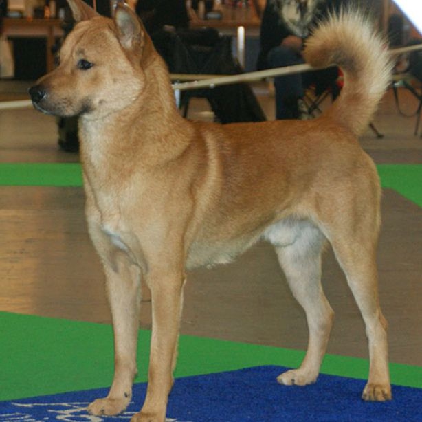 Korean Jindo Dog