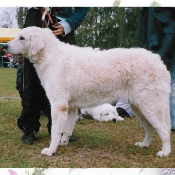 Kuvasz