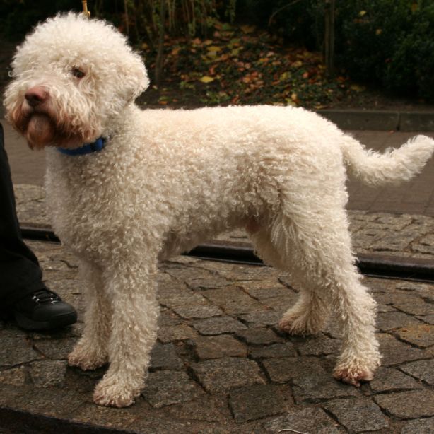 Lagotto Romagnolo