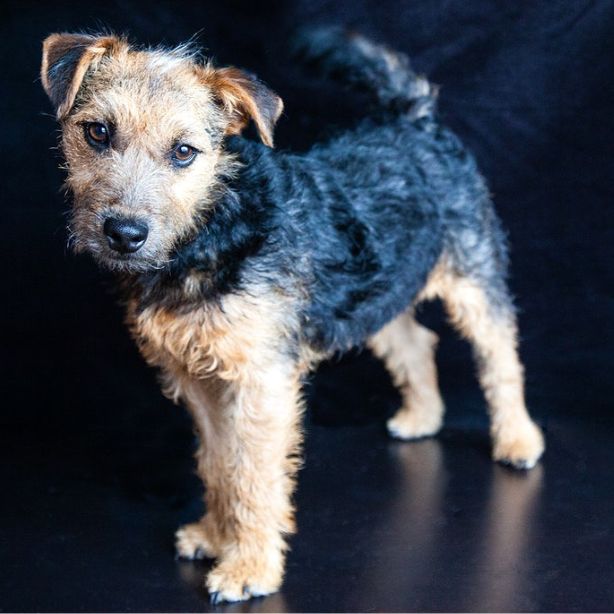 Lakeland Terrier