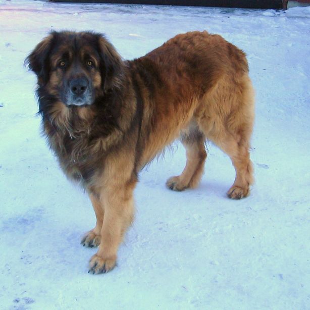 Leonberger