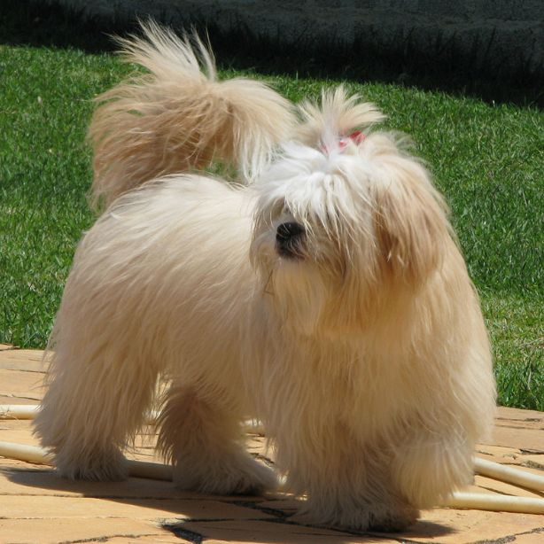 Lhasa Apso