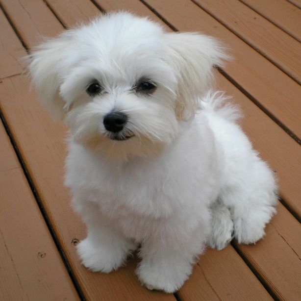 Maltese