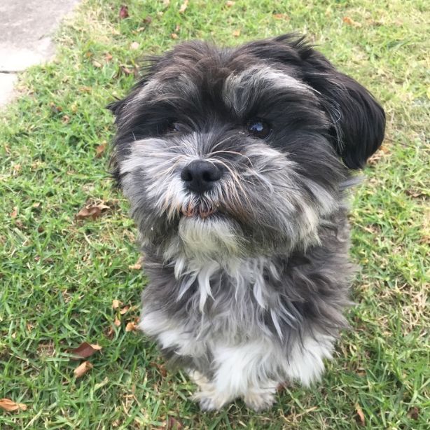 Maltese Shih Tzu