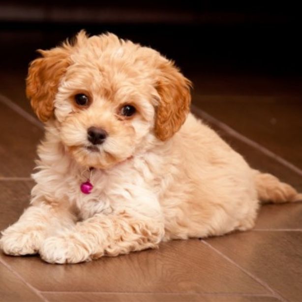 Maltipoo