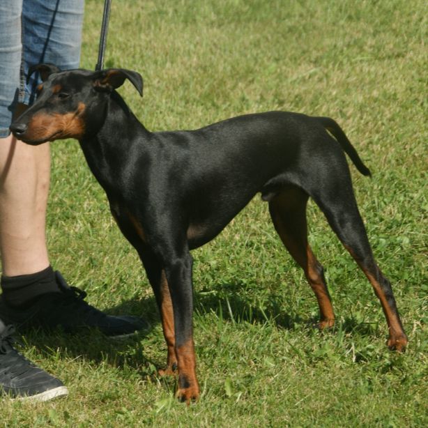 Manchester Terrier