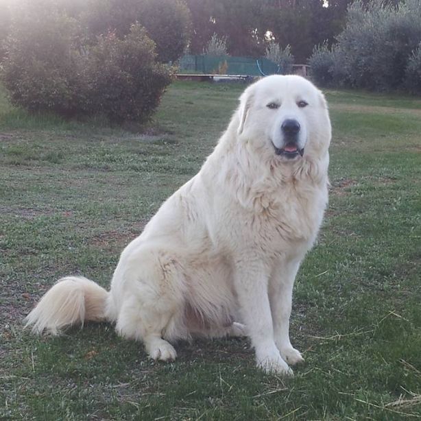 Maremma Sheepdog