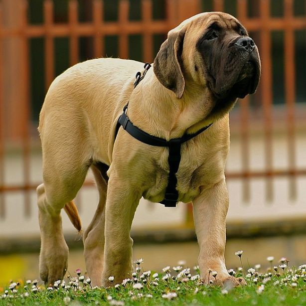 Mastiff