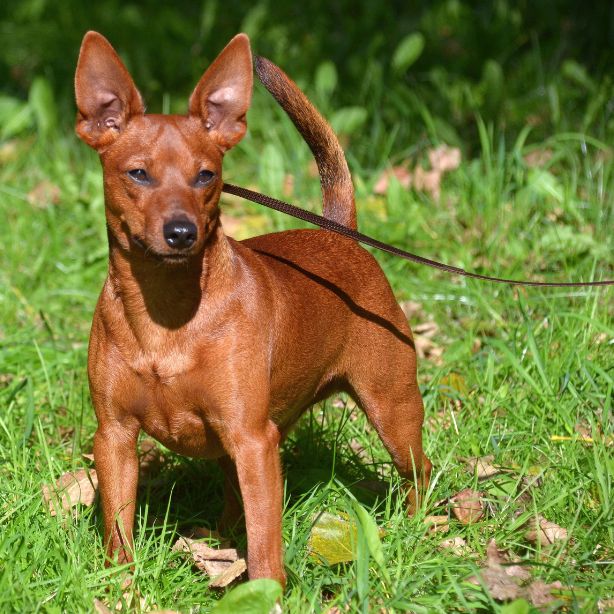 Miniature Pinscher