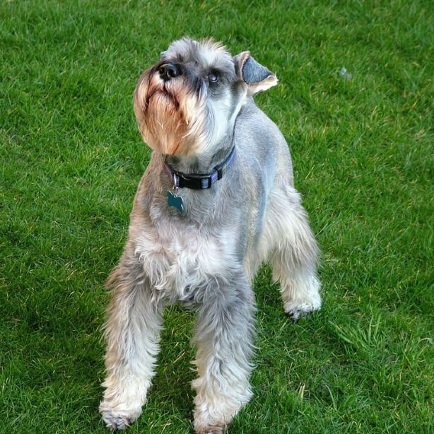 Miniature Schnauzer