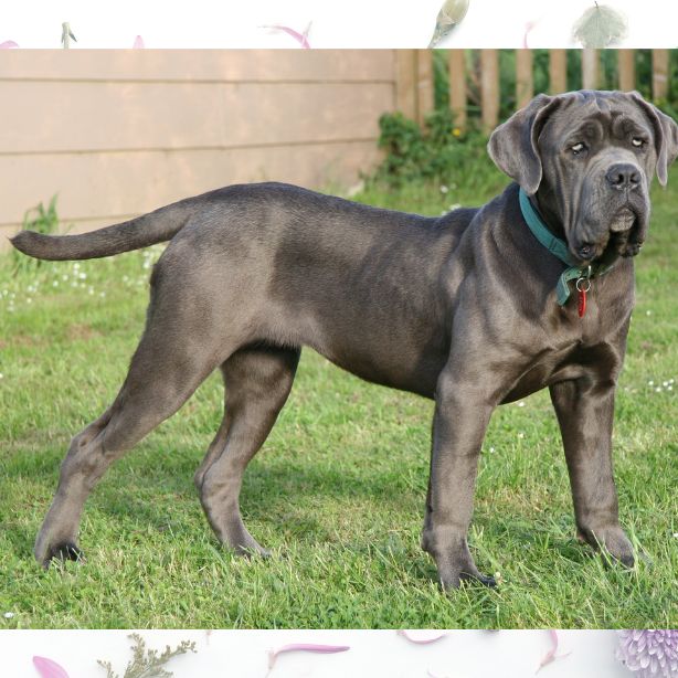 Neapolitan Mastiff