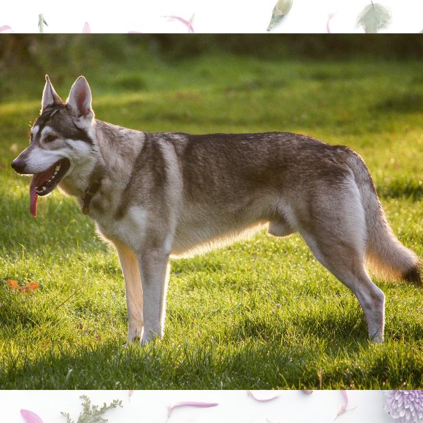 Northern Inuit Dog