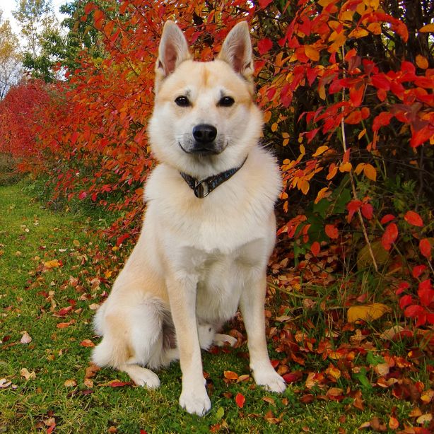 Norwegian Buhund