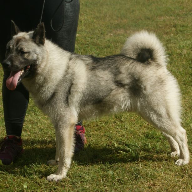 Norwegian Elkhound