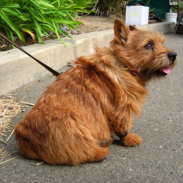 Norwich Terrier