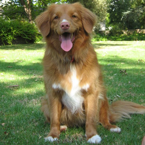 Nova Scotia Duck Tolling Retriever