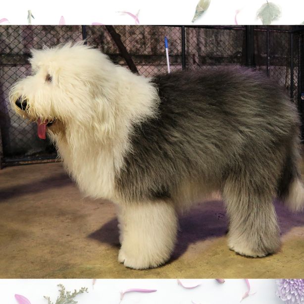 Old English Sheepdog