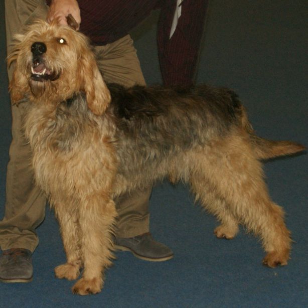 Otterhound