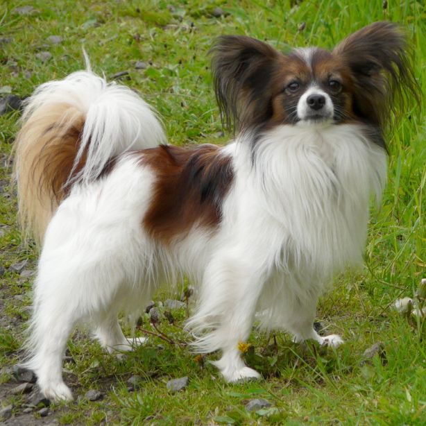 Papillon